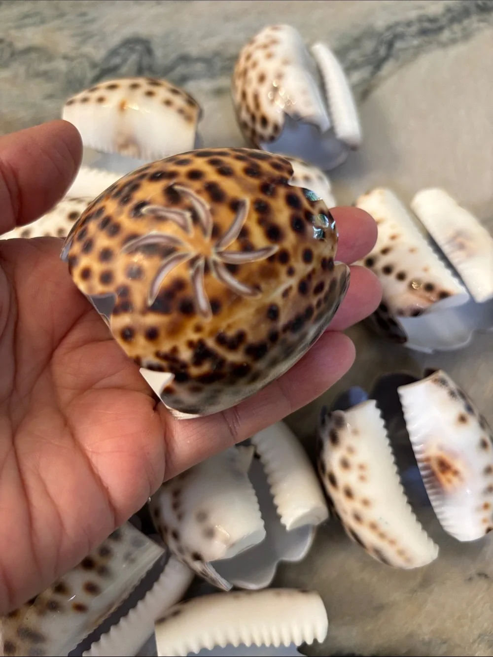 Set Of 12 tiger  Leopard Cowrie Shell Starburst Hand Carved Napkin Rings